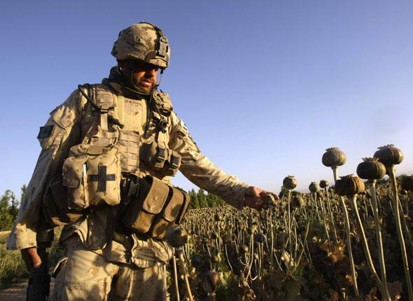 [Conglomérat] Médipole Un-soldat-canadien-marche-dans-un-champ-d-opium-dans-le-district-de-zharey-au-sud-de-l-afghanistan-le-21-mai-2008